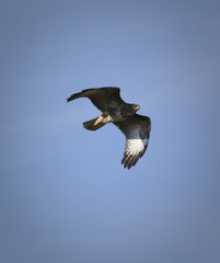 Mäusebussard im Flug