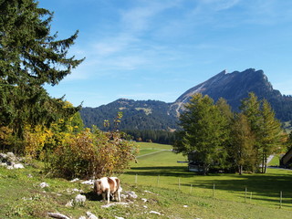Fototapeta na wymiar Pony Alpy