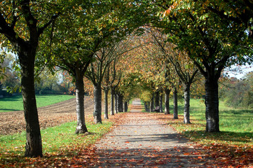Alley of trees during autumn