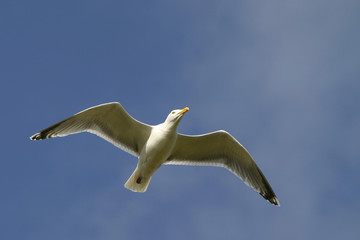 Goéland en plein vol