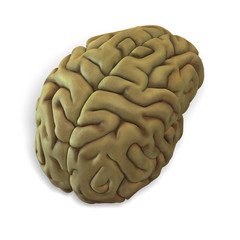 3d render of a human brain with clipping path