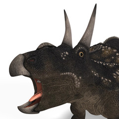 Dinosaur Diceratops With Clipping Path over white