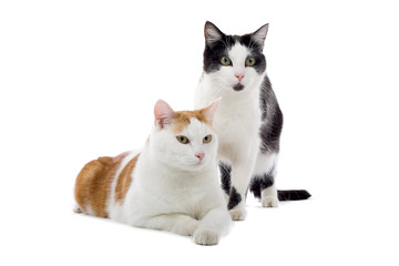 two cats isolated on white