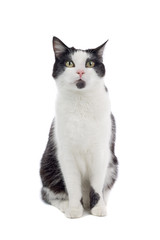 black and white cat isolated on white