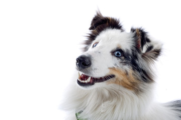 shetland sheepdog isolated on white