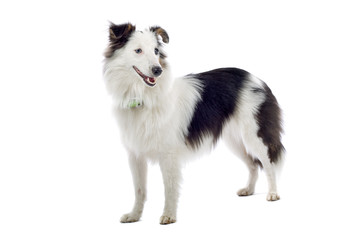 shetland sheepdog isolated on white