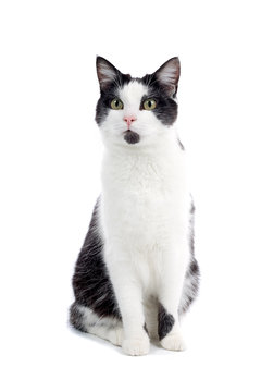 Black And White Cat Isolated On White