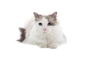purebred cat isolated on white