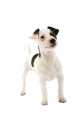 jack russel terrier puppy