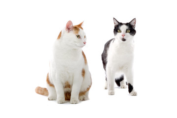 two cats isolated on white