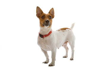 jack russell terrier dog
