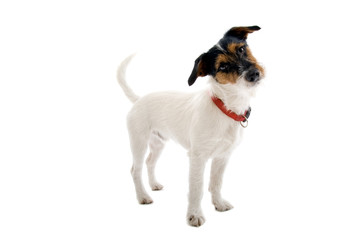 jack russell terrier dog