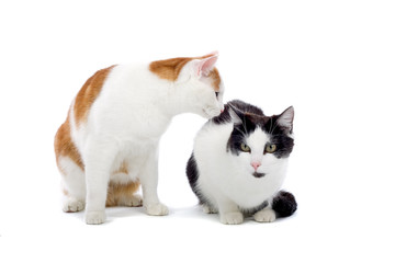 two cats isolated on white