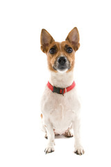 jack russel terrier
