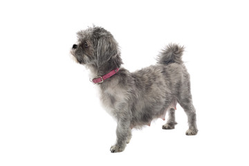 shih tzu dog isolated on white