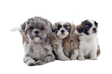 shih tzu puppies