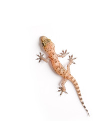 Studio shot of gecko isolated on white