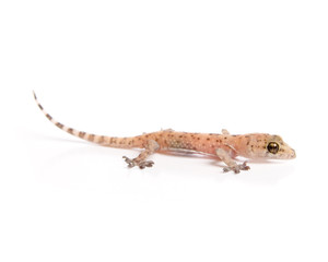 Studio shot of gecko isolated on white