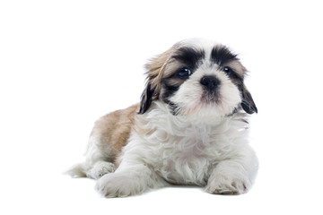 shih tzu puppy