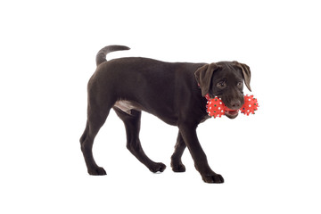 chocolate labrador pup