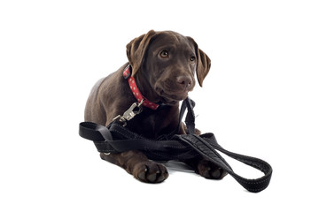 chocolate labrador pup