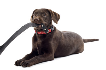 chocolate labrador pup