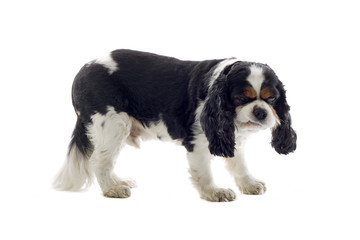 Cavalier King Charles Spaniel