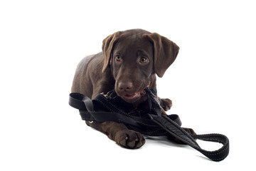 chocolate labrador pup