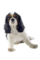 Cavalier King Charles Spaniel