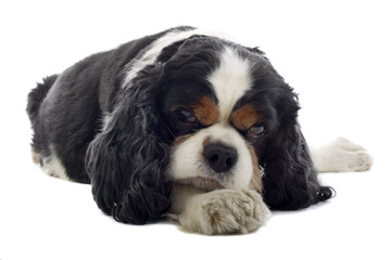 Cavalier King Charles Spaniel