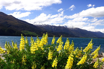 Lavenders by lake wanaka