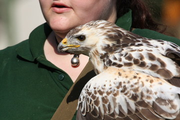 Falkner mit Bussard