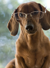 Clever dog in glasses