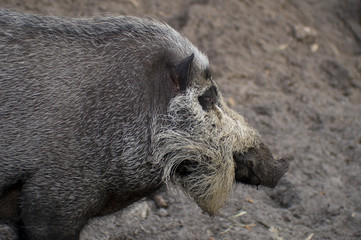 Close up of Bearded Pig (Sus barbatus)