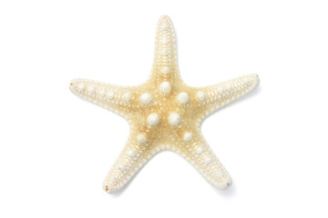 Star Fish on Isolated White Background
