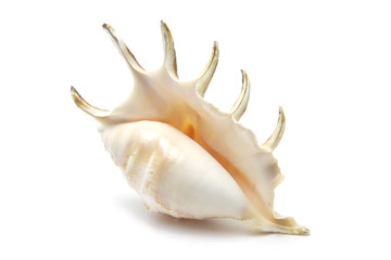 Spider Conch Seashell on White Background