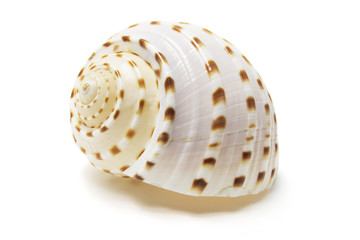Conch Shell on Isolated White Background