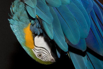 guacamayo azul y amarillo © Ana Tramont