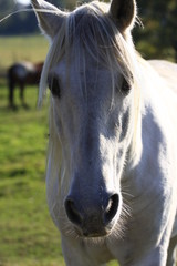 portrait de cheval camarguais