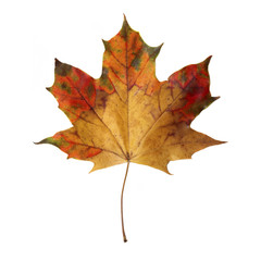 Maple Leaf isoladet on white