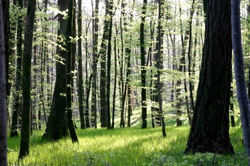 sous bois au printemps