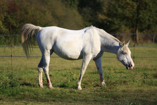 cheval camarguais dans son enclos