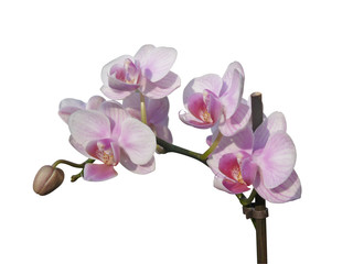 Naklejka na ściany i meble orchidée2