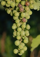 Under Ripe Grapes on Vine