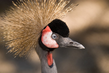 Fototapeta premium Gru Coronata