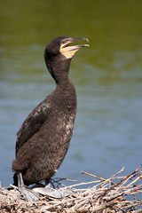 Cormorano