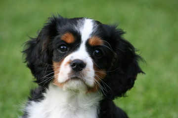 Cavalier King Charles