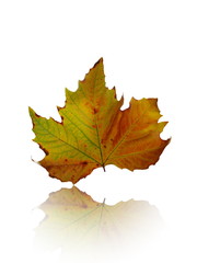 colorful autumn leaf on  white