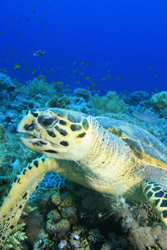 Hawksbill Turtle chewing Coral