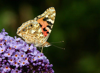 vanessa cardui